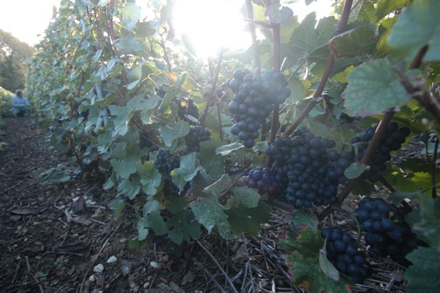 VENDANGES 2011, exceptionnellement en ao�t !