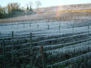 CHAMPAGNE ALAIN BEDEL - La gele