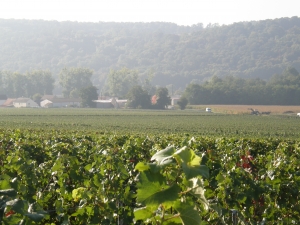 CHAMPAGNE ALAIN BEDEL - Les coteaux de Porteron