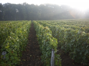 CHAMPAGNE ALAIN BEDEL - Le vignoble