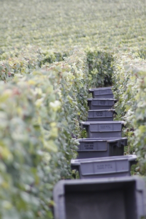 CHAMPAGNE ALAIN BEDEL - Les vendanges