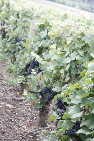 CHAMPAGNE ALAIN BEDEL - Les vendanges