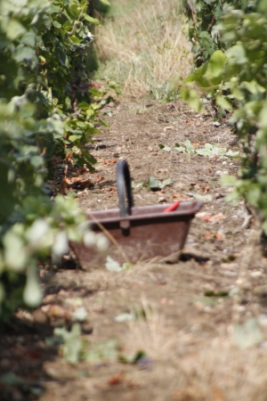 CHAMPAGNE ALAIN BEDEL - Les vendanges