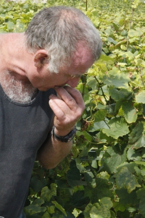 CHAMPAGNE ALAIN BEDEL - Les vendanges