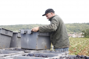 CHAMPAGNE ALAIN BEDEL - Les vendanges