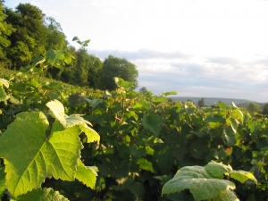 CHAMPAGNE ALAIN BEDEL - Les coteaux de Porteron