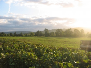 CHAMPAGNE ALAIN BEDEL - Le vignoble