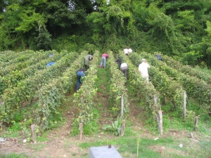 CHAMPAGNE ALAIN BEDEL - Les vendanges