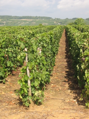 CHAMPAGNE ALAIN BEDEL - Les coteaux de Porteron